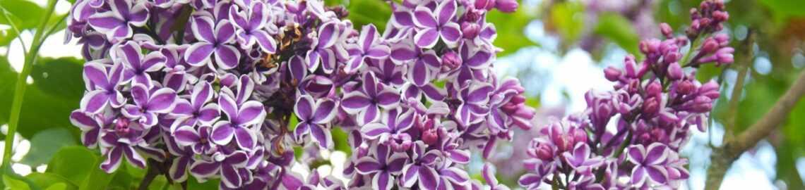 lilac Sensation