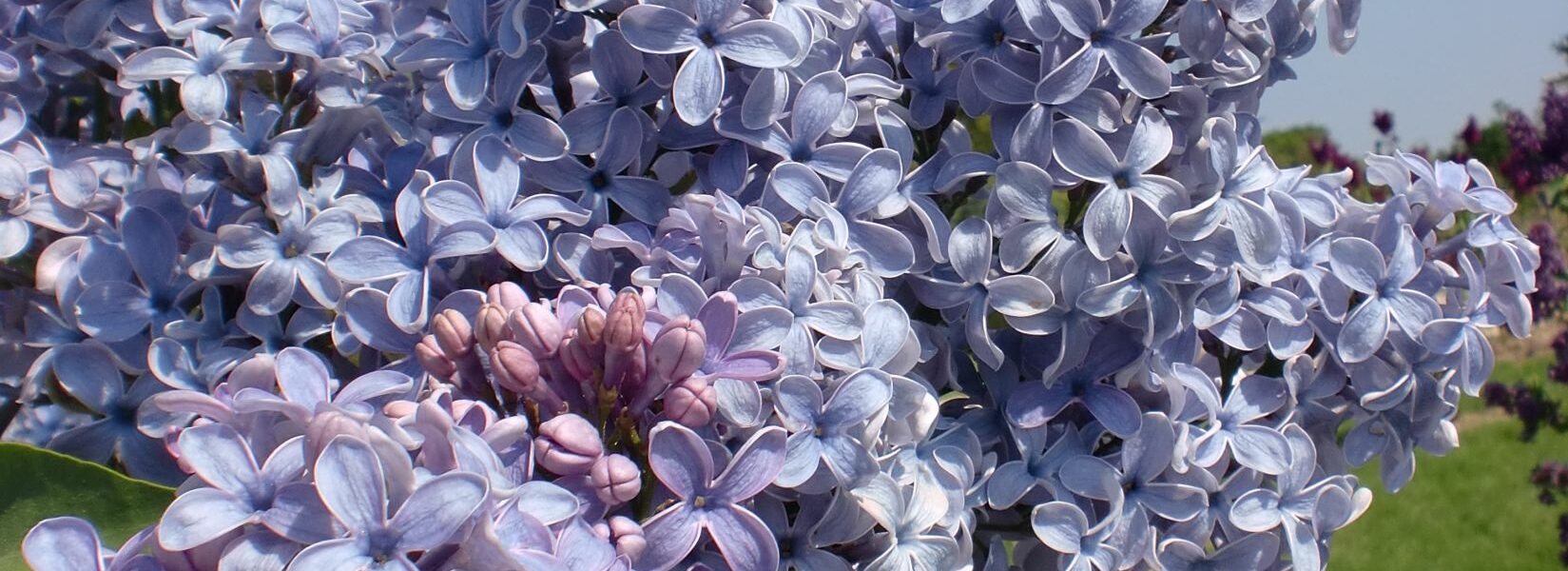lilac wedgwood blue