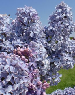 lilac wedgwood blue