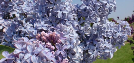 lilac wedgwood blue