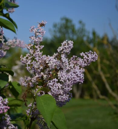 Lilas collection Jardins de Brocéliande