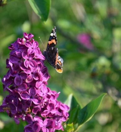 Lilas collection Jardins de Brocéliande