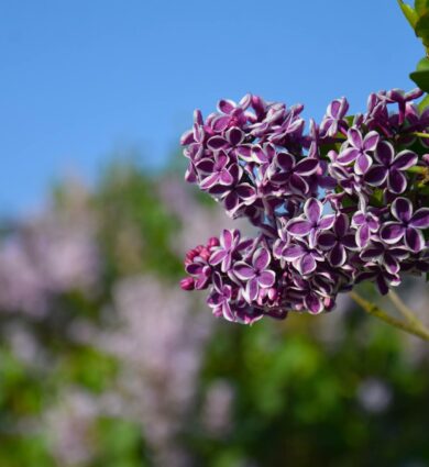 Lilas collection Jardins de Brocéliande