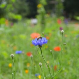 abeille prairie fleurie