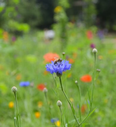 abeille prairie fleurie