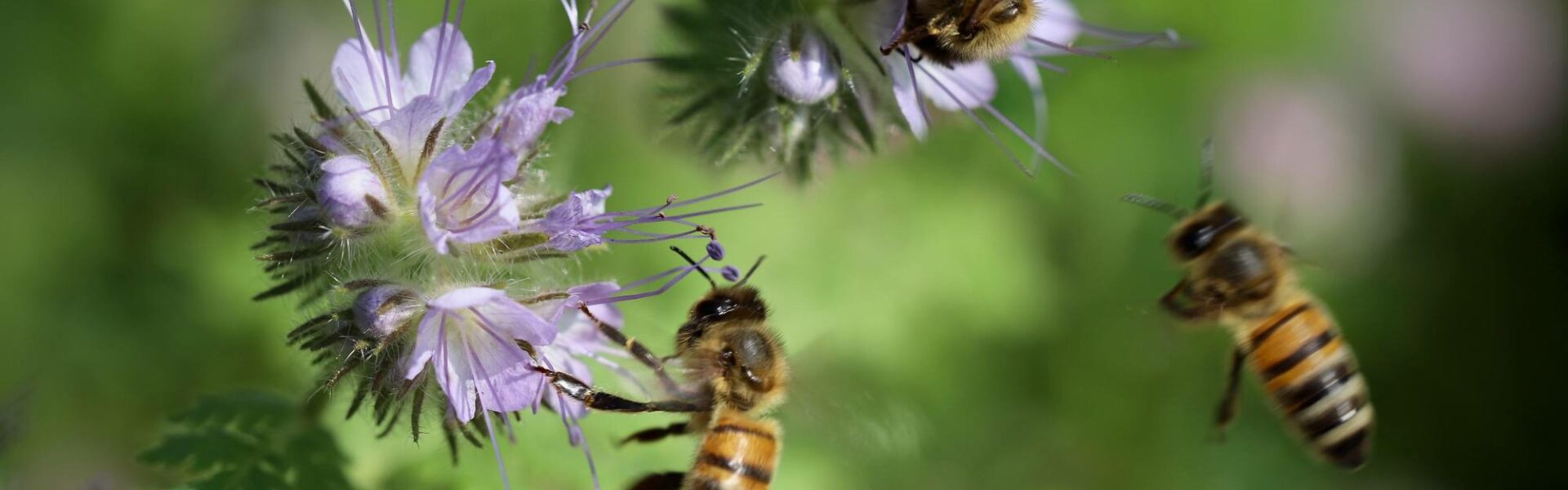 abeilles butinant