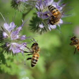 abeilles butinant