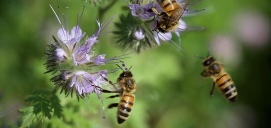 abeilles butinant