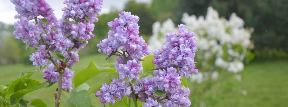 Lilas Jardins de Brocéliande 2023