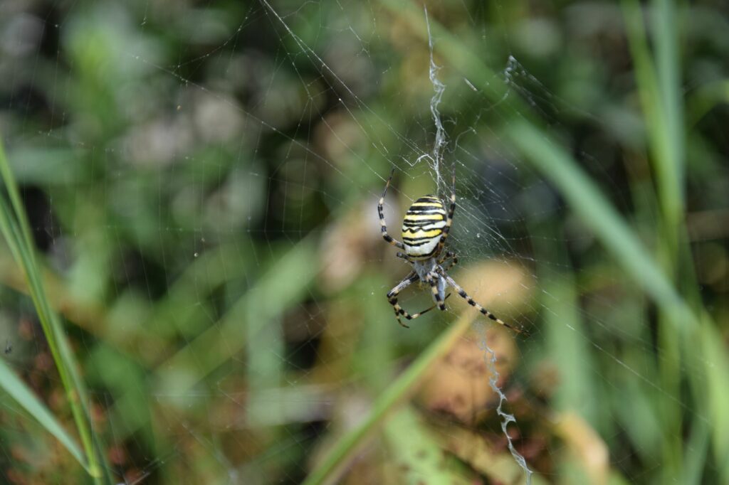 araignée, argiope frelon