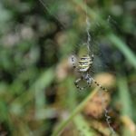 araignée, argiope frelon