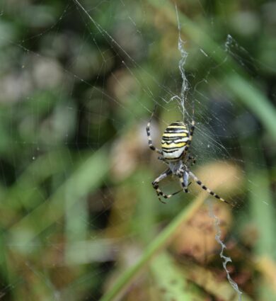 araignée, argiope frelon