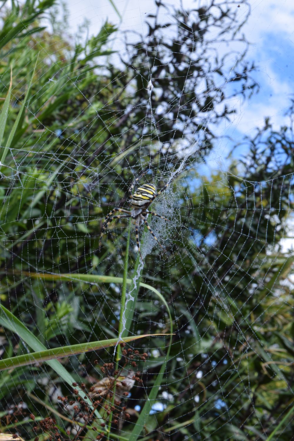 Araignées … Rêve ou cauchemar ? Jardins de Brocéliande