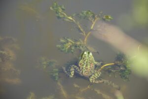 Grenouille verte dans étang des Jardins de Brocéliande