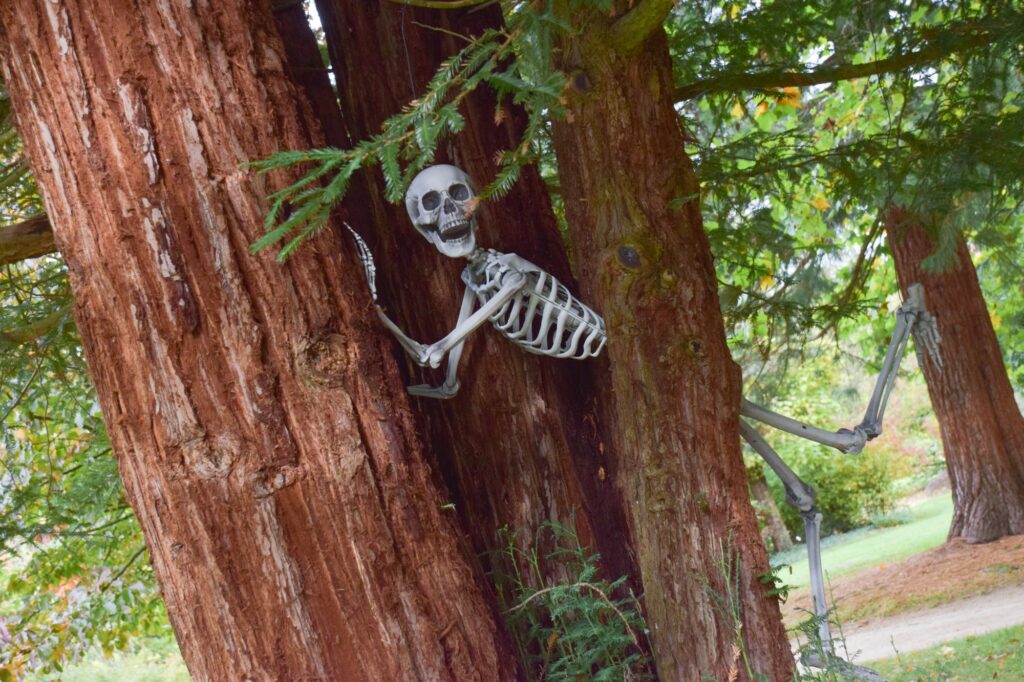 squelette, halloween, jardins ensorcelés