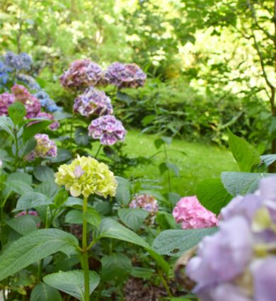 collection hortensias