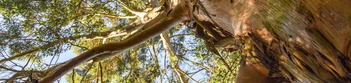 eucalyptus, arbre