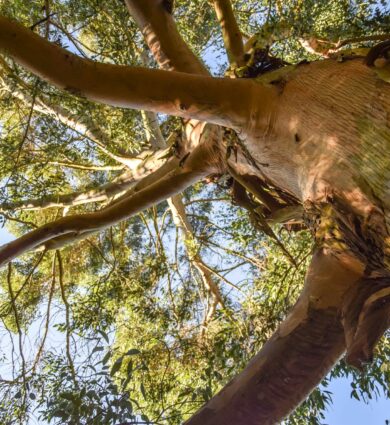 eucalyptus, arbre