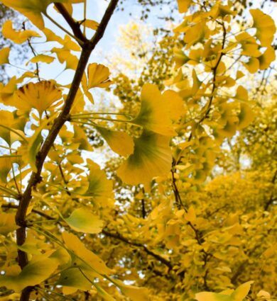 ginkgo biloba