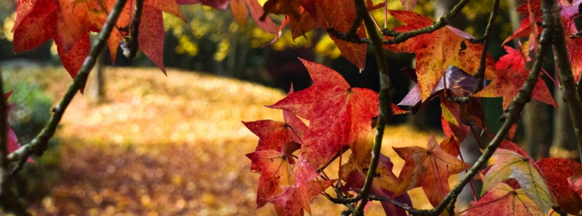 liquidambar, les Jardins de Brocéliande