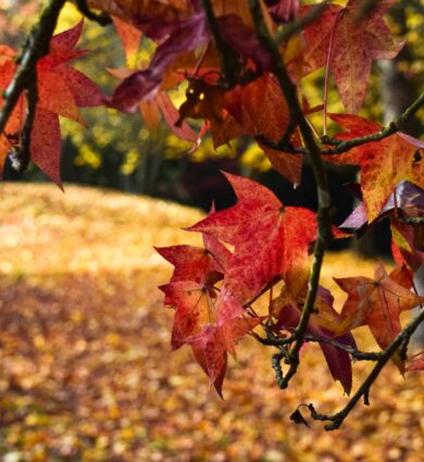 liquidambar, les Jardins de Brocéliande