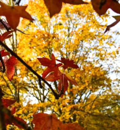 liquidamdar, ginkgo biloba