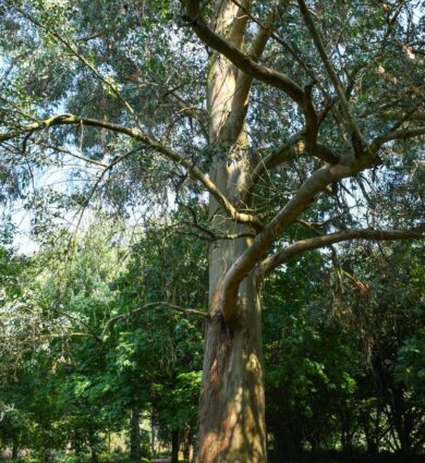 arbre, eucalyptus