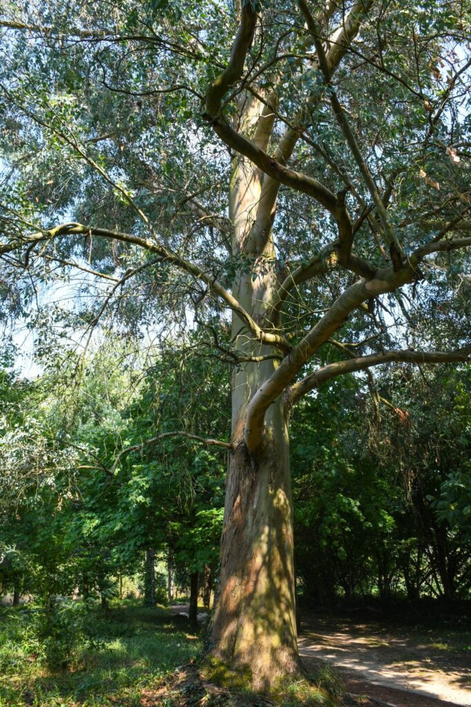 arbre, eucalyptus