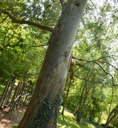 eucalyptus, arbre