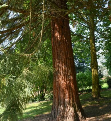 sequoia, arbre