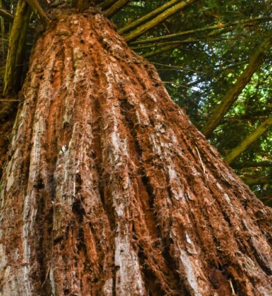tronc, Sequoia sempervirens