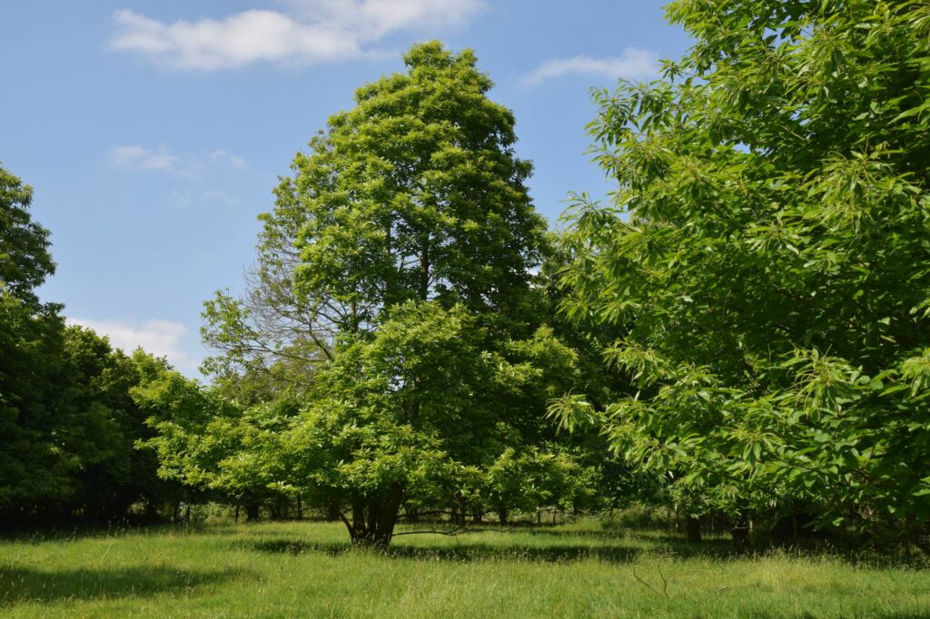 photo, châtaignier
