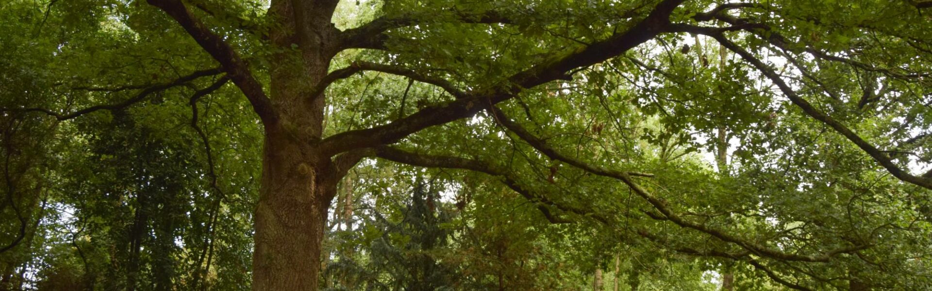 arbre, chêne remarquable