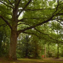 arbre, chêne remarquable