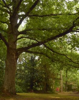 arbre, chêne remarquable