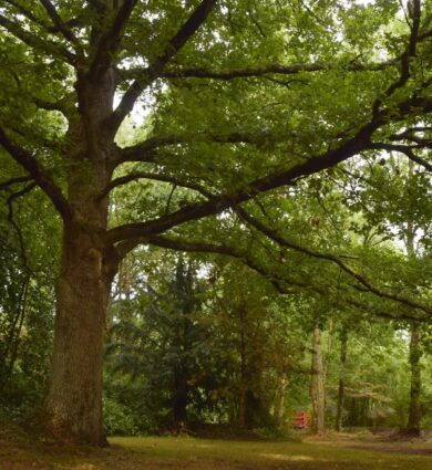 arbre, chêne remarquable
